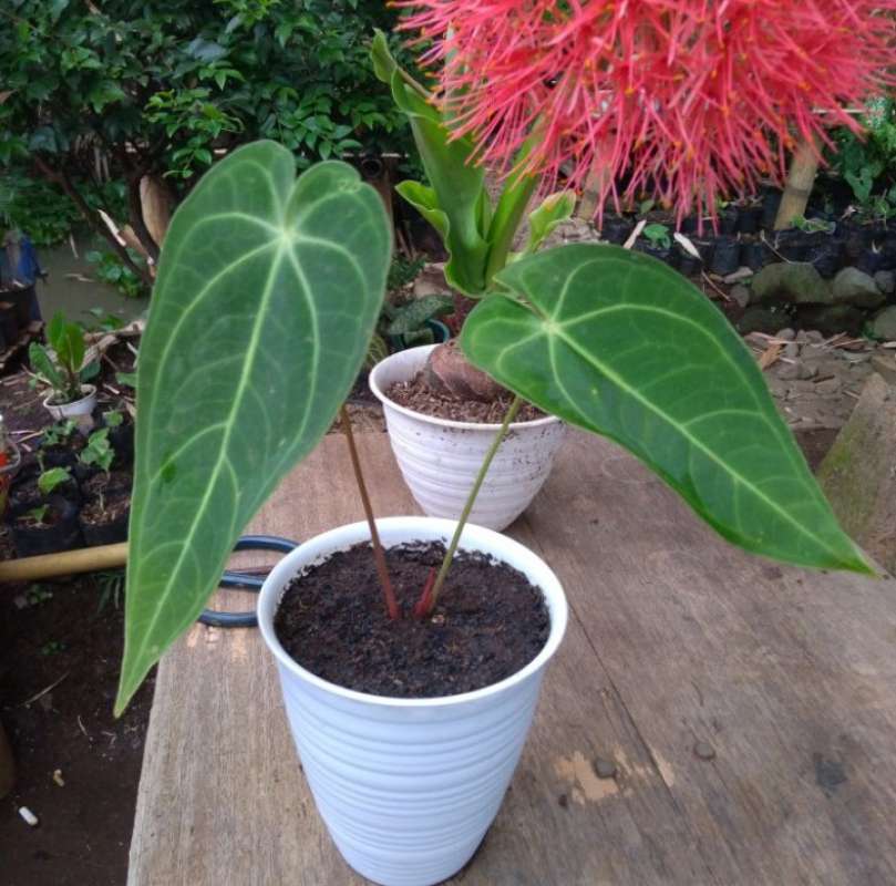 Jual Tanaman Hias Kuping Gajah Kalong Lidah Panjang Anthurium Online Maret 2021 Blibli