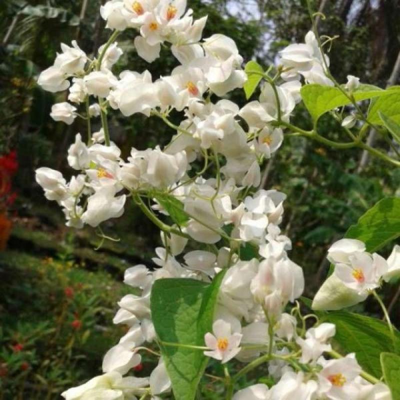 Jual Tanaman Hias Bunga Air Mata Pengantin Online April 2021 Blibli