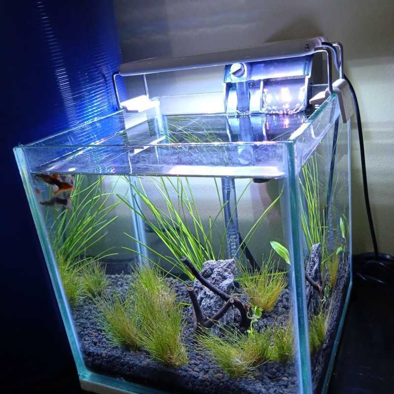 Aquascape Mini Terbaru Agustus 2021 Harga Murah Kualitas Terjamin Blibli
