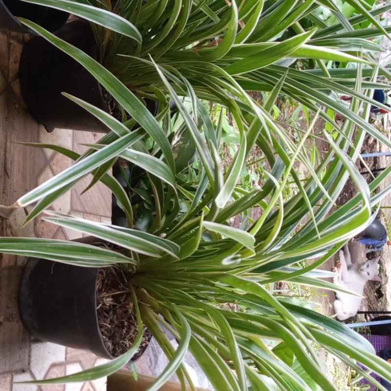 Jual Tanaman Lili Paris Tanaman Hias Lili Paris Murah Mei 2021 Blibli