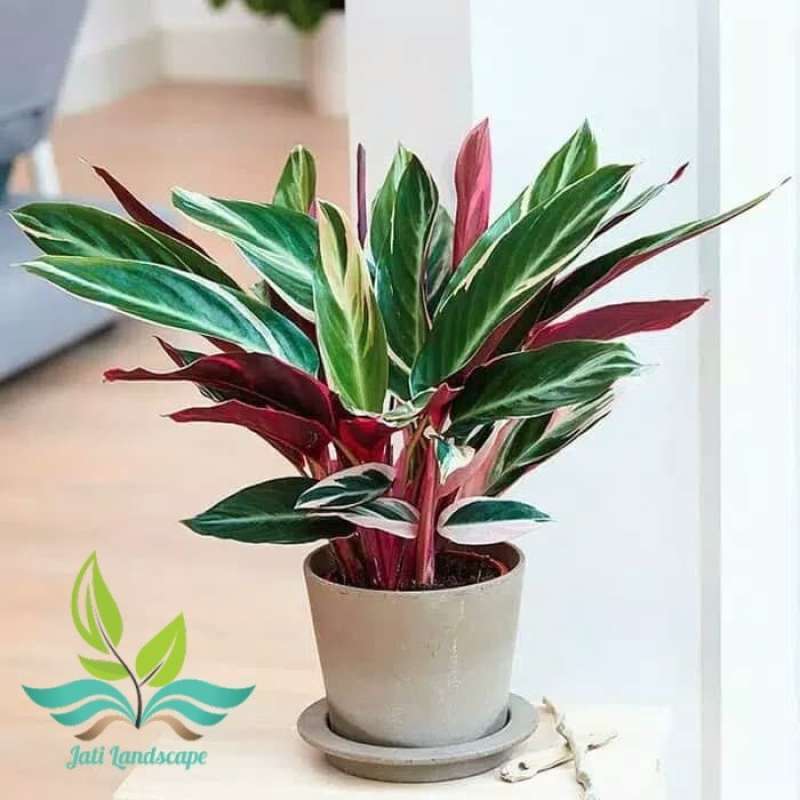 Jual Tanaman Hias Calathea Multicolor Meranti Bali Di Seller Jati Landscape  - Sasak Panjang, Kab. Bogor | Blibli