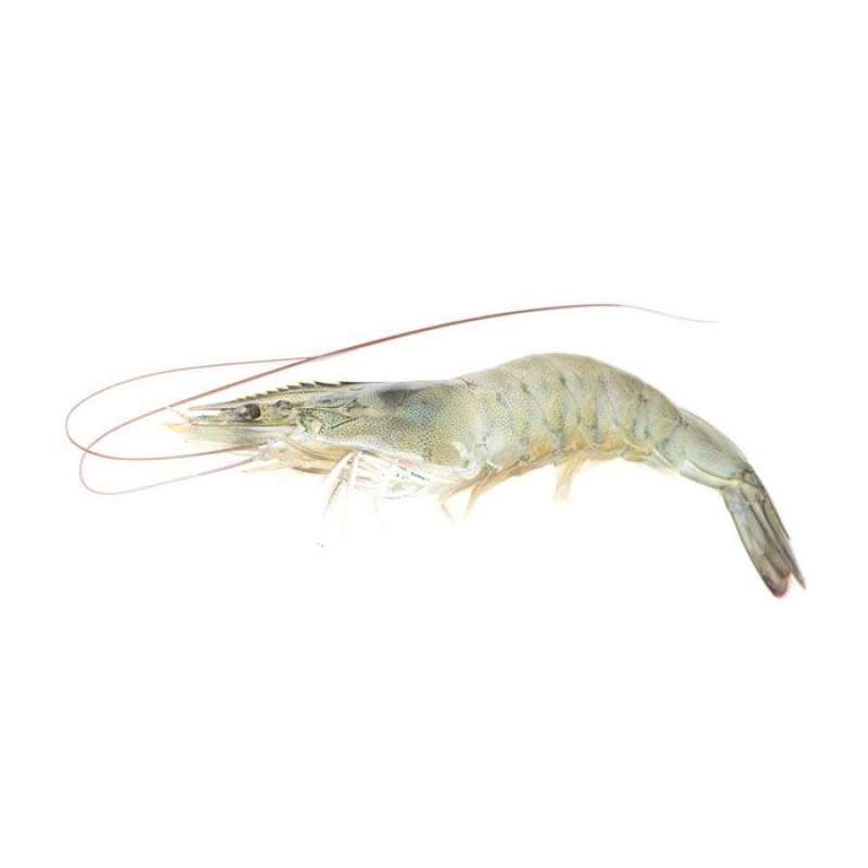 Udang Jerbung - Beku AK 60-65 0.8-0.9 kg