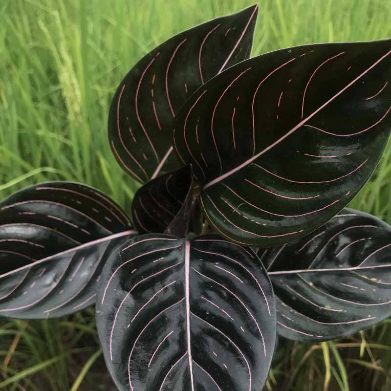Jual Aglonema Rotundum Aceh Online April 2021 Blibli