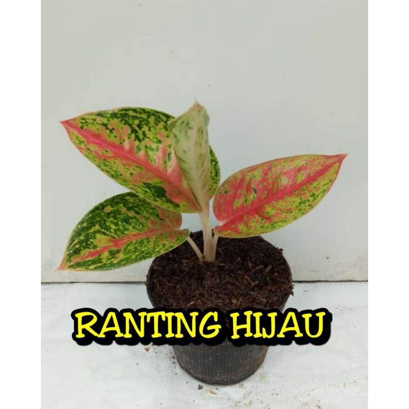 Jual Tanaman Bunga Aglonema Andini Super Online April 2021 Blibli