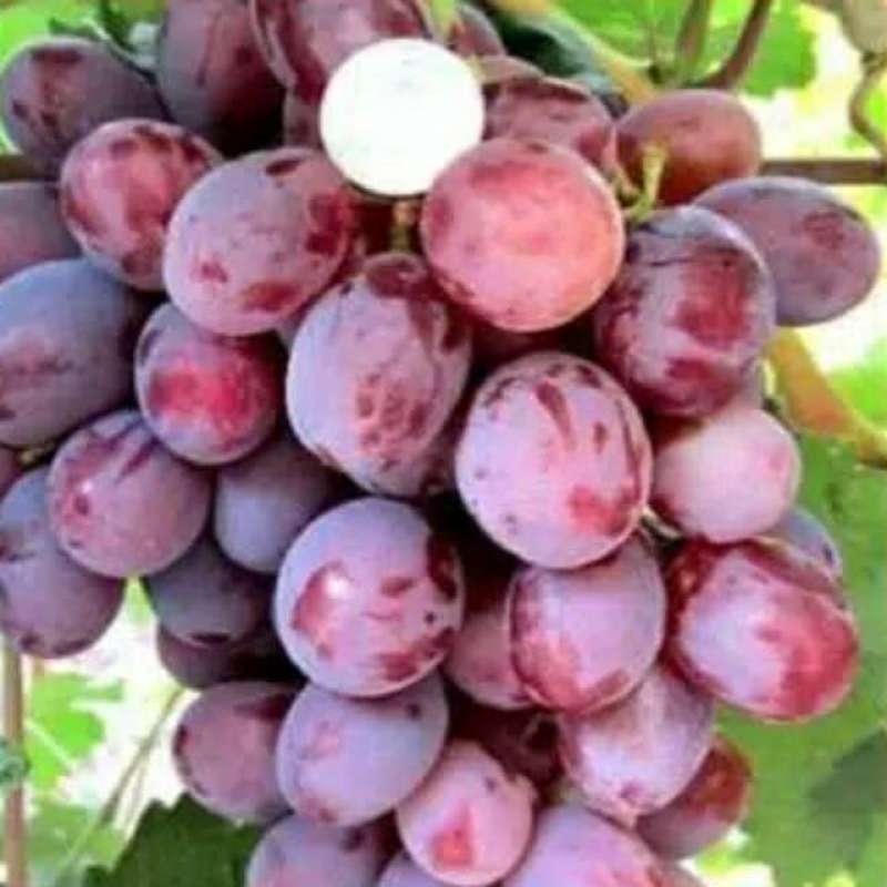 Ninel anggur Bibit Anggur