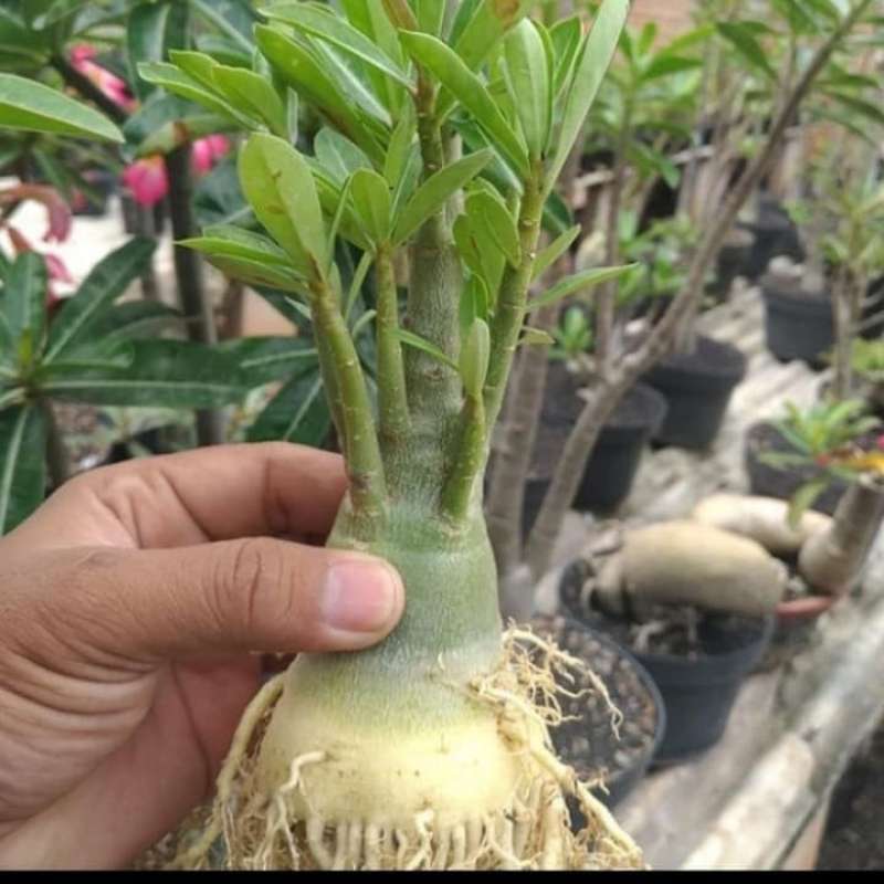 Jual Paket 6 Bibit Tanaman Hias Adenium Bunga Tumpuk Murah Mei 2021 Blibli