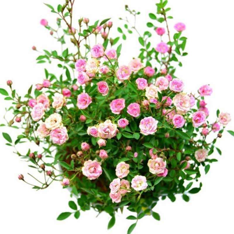 バッグ Rose H!Baby Shabetpoa Primaer6 Rose H!Baby Shabetpoa Primaer6