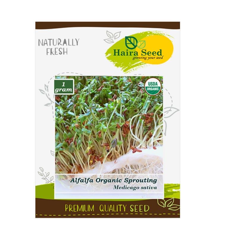 Jual Haira Seed Bibit Alfalfa Organik Sprouting Benih Tanaman