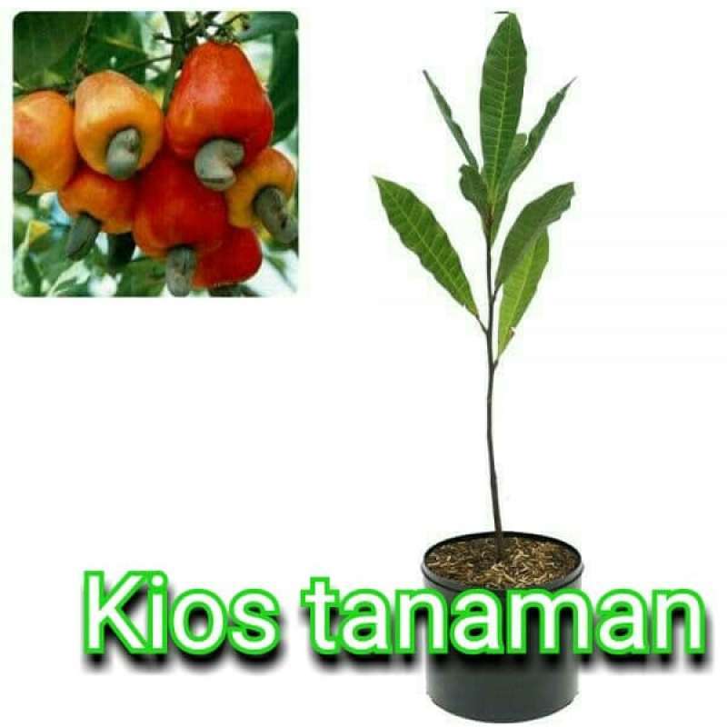 pohon jambu monyet
