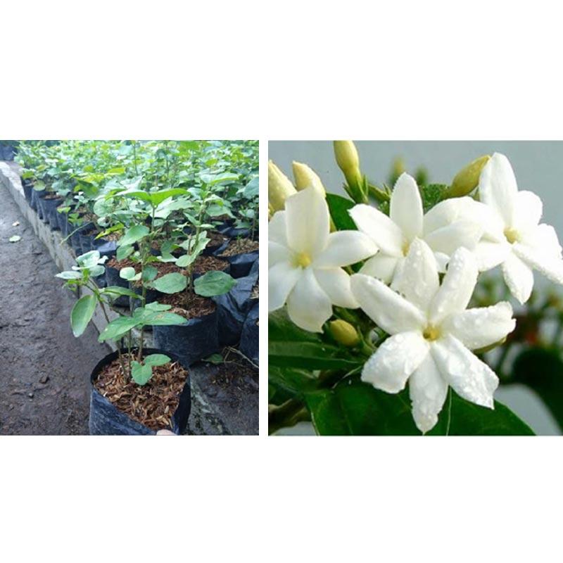 Jual Bunga Melati Kampung Putih Bibit Pohon Terbaru Juni 2021 Blibli