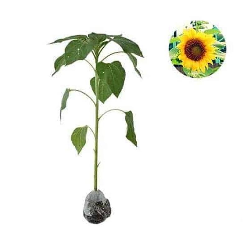 Jual Bibit Tanaman Bunga Matahari Pohon Helianthus Annuus Online November 2020 Blibli Com