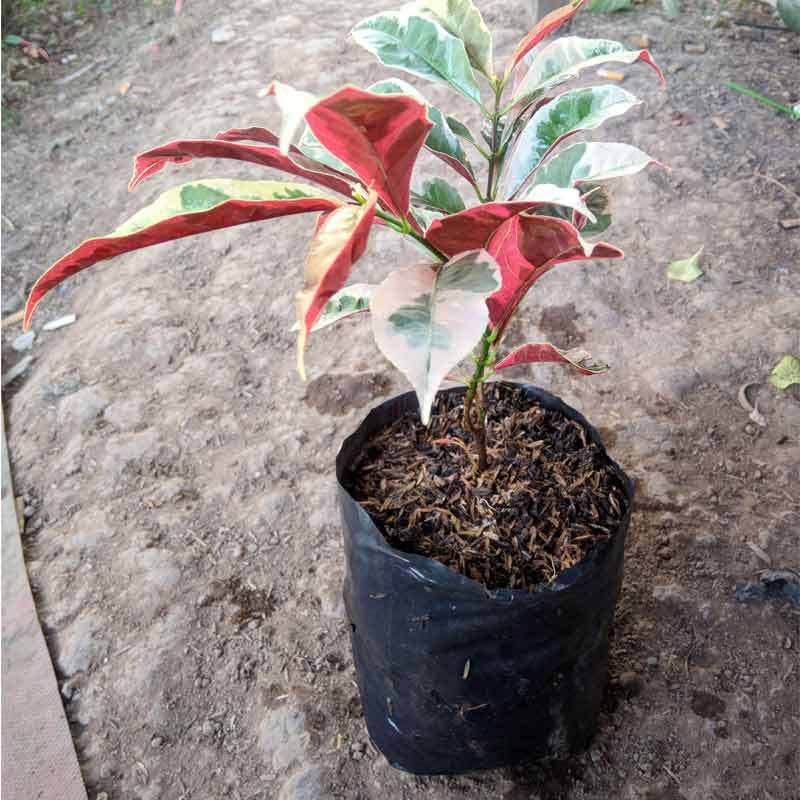 Jual Goldseeds Sambang Darah Tanaman Hias 15 Cm 100 G Online April 2021 Blibli
