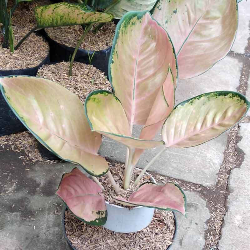 Jual Godongmas Bibit Tanaman Aglonema Sultan Brunei Online April 2021 Blibli
