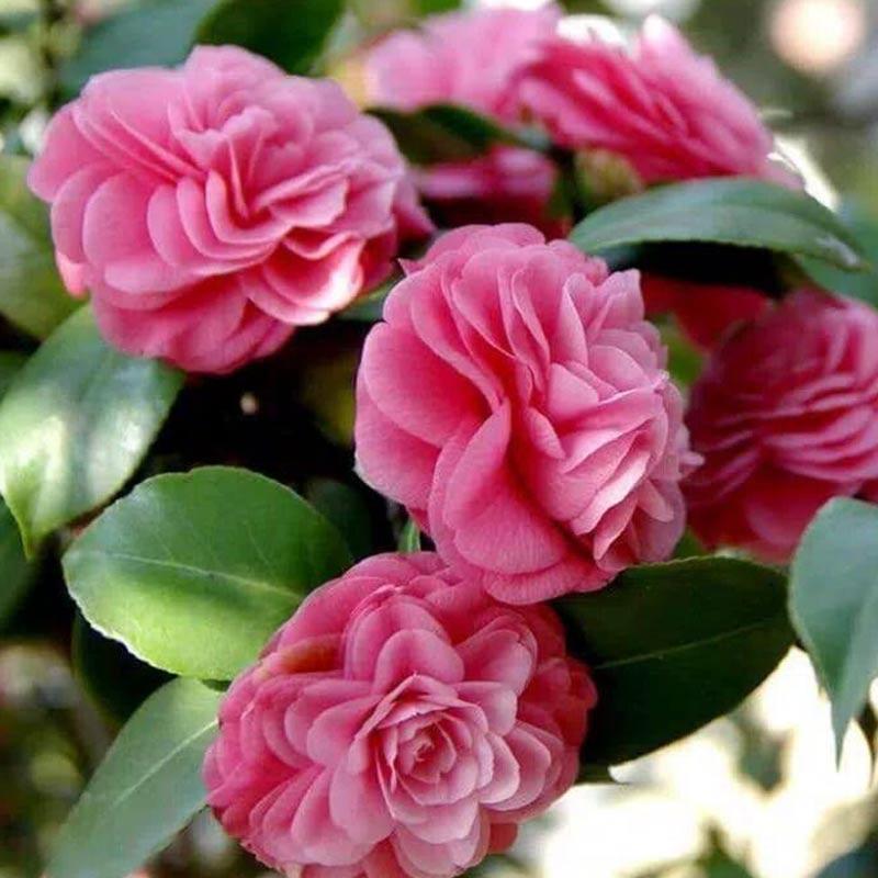 Jual River Ayu Bunga Camelia Pink Tanaman Online Agustus 2020