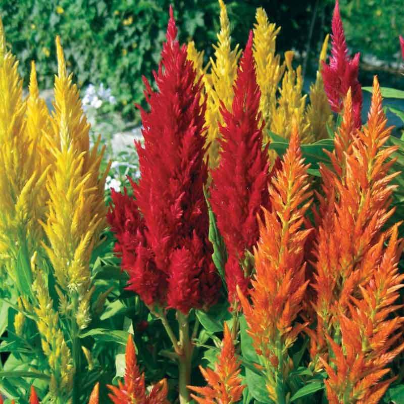Jual Cap Panah Merah Benih Bunga Celosia Pagoda Mixed 15 Biji 6