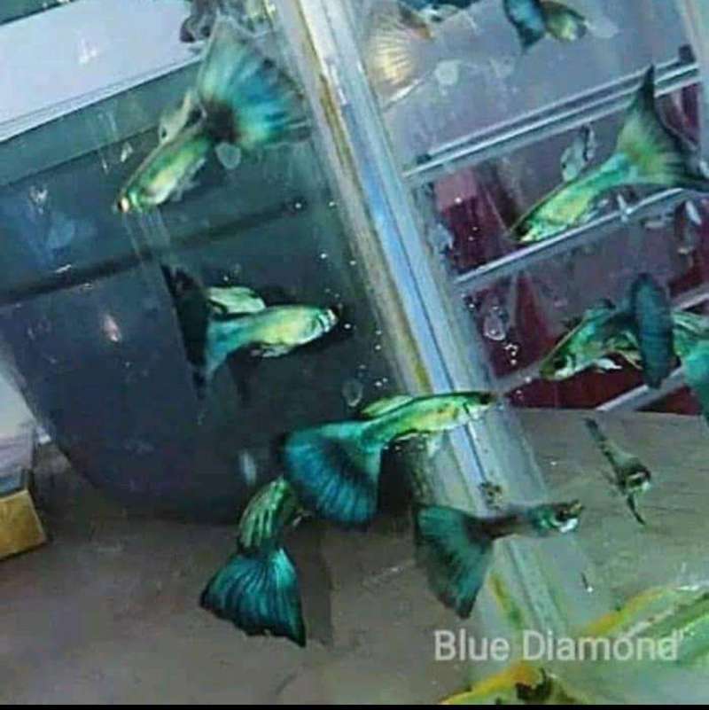 Jual Ikan Hias Online Desember 2020 Blibli