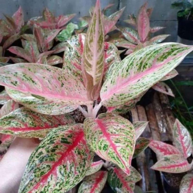 Jual Bunga Aglonema Red Legacy Online Maret 2021 Blibli