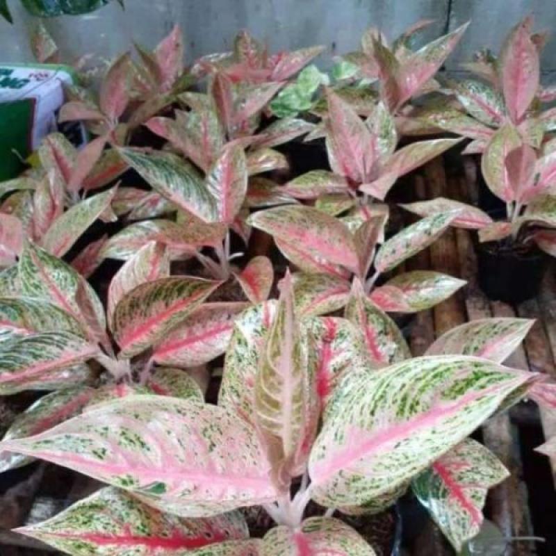 Jual Bunga Aglonema Red Legacy Online Maret 2021 Blibli