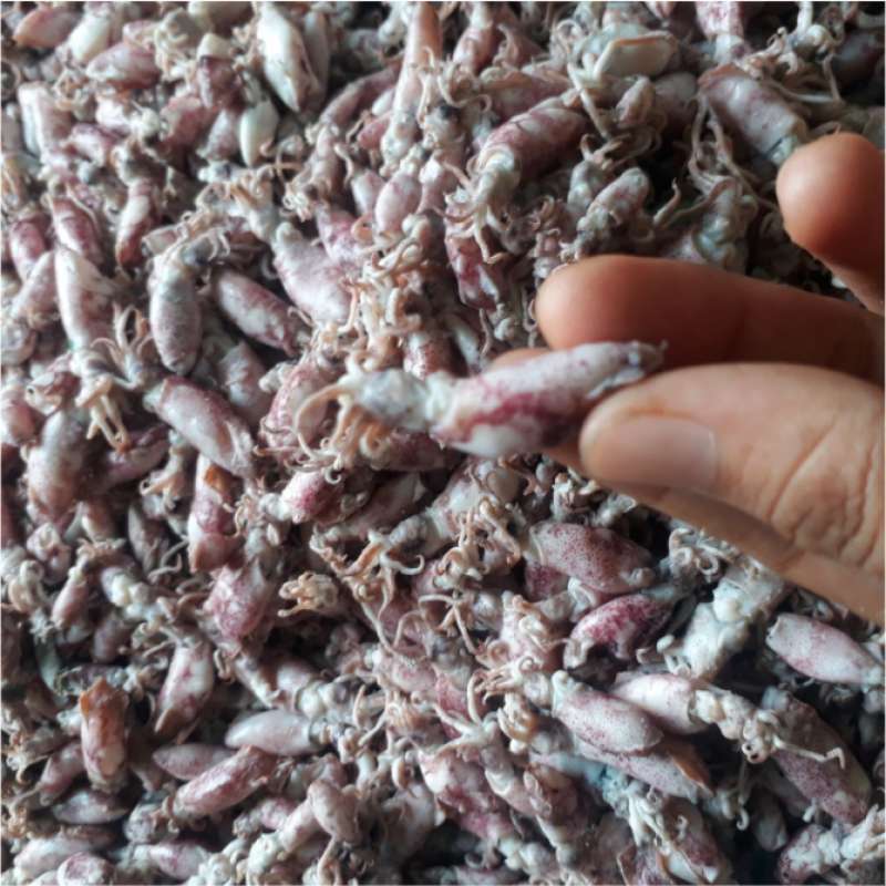 Jual Cumi Asin Baby Cumi Asin Kecil Produsen Tangan Pertama Cumi Baby Rebus Enak Utk Sambal Cumi Online November 2020 Blibli