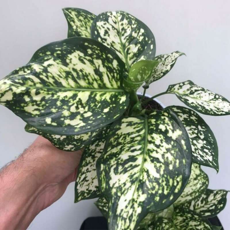 Jual Tanaman Hias Aglonema Snow White Online Desember 2020 Blibli