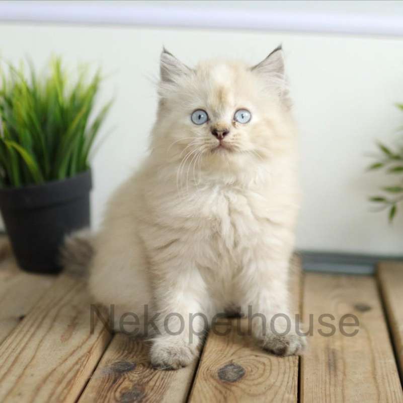 Jual Kucing Kitten Persia Longhair Lucu Imut Himalaya Ragdoll