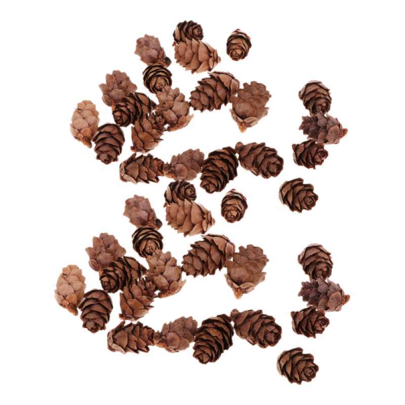 Jual 100x Natural Pineapples Christmas Pine Cones For Diy Art Christmas Tree Decoration 2 X 1 2 Cm Online November 2020 Blibli