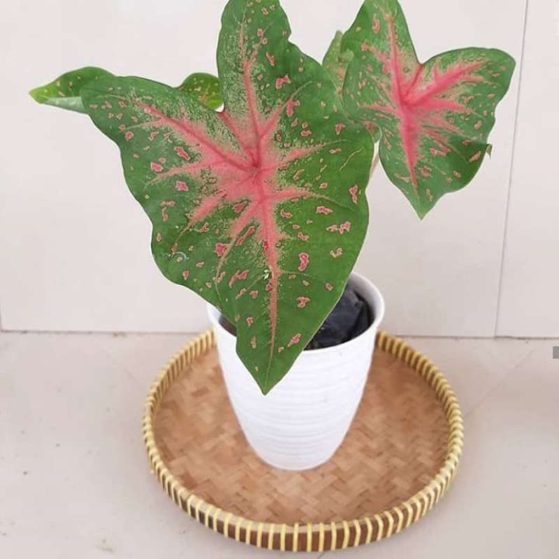 Jual Tanaman Hias Caladium Merah Keladi Merah Army Online April 2021 Blibli