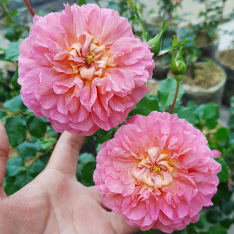Jual Bunga Mawar Com Mawar Kampung Wangi Warna Pink Jambu Tanaman Hias Outdoor Terbaru Juni 2021 Blibli