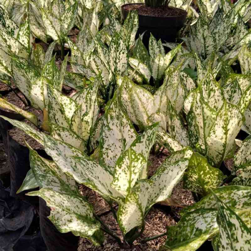 Jual Tanaman Hias Aglaonema Snow White Online November 2020 Blibli