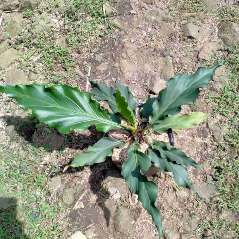 Jual Tanaman Hias Anturium Gelombang Cinta Online November 2020 Blibli