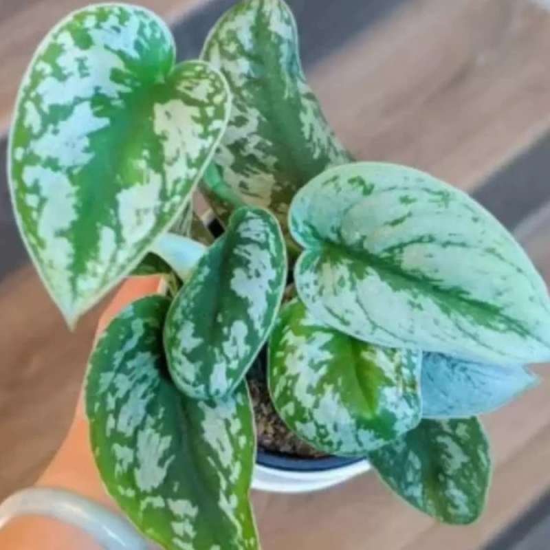 Jual Terlaris Tanaman Hias Sirigading Silver Tanaman Sirih Gading Silver Pano Tanaman Gantung Tanaman Pot Gantung Online Januari 2021 Blibli