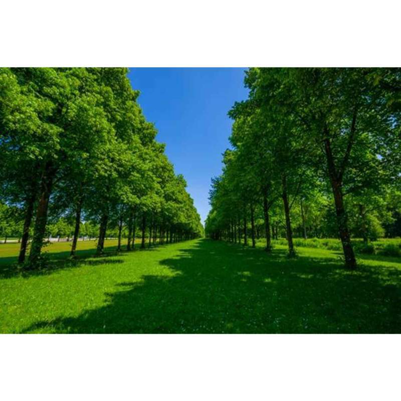 Jual Wallpaper Dinding 3d Custom Murah Berkualitas Gambar Pemandangan Pohon Hijau Online Februari 2021 Blibli Full hd 3d background wallpaper images for desktop pc, laptop, mac, android phone, tablet, apple iphone, ipad and other deices. wallpaper dinding 3d custom murah berkualitas gambar pemandangan pohon hijau