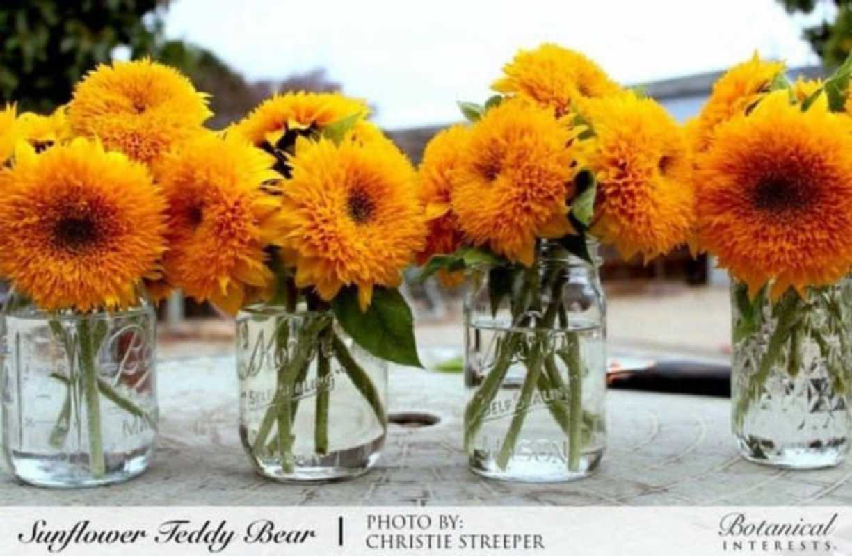 Jual Benih Bibit Bunga Matahari Teddy Bear Haira Seed Terbaru Juni 2021 Blibli