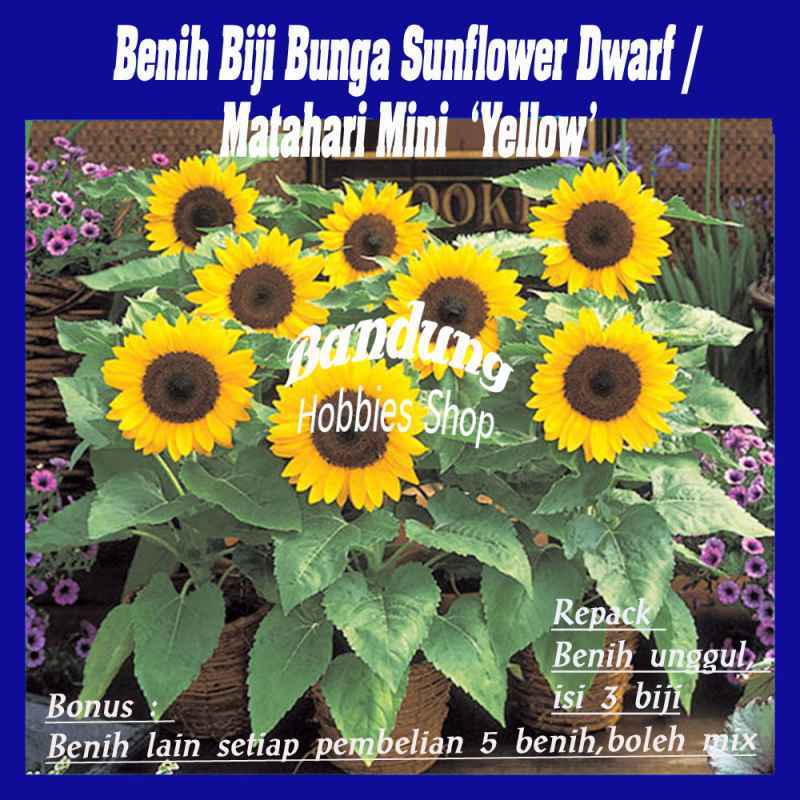 Jual Benih Biji Bunga Sunflower Dwarf Matahari Mini Yellow Eceran Seribuan Murah Online April 2021 Blibli