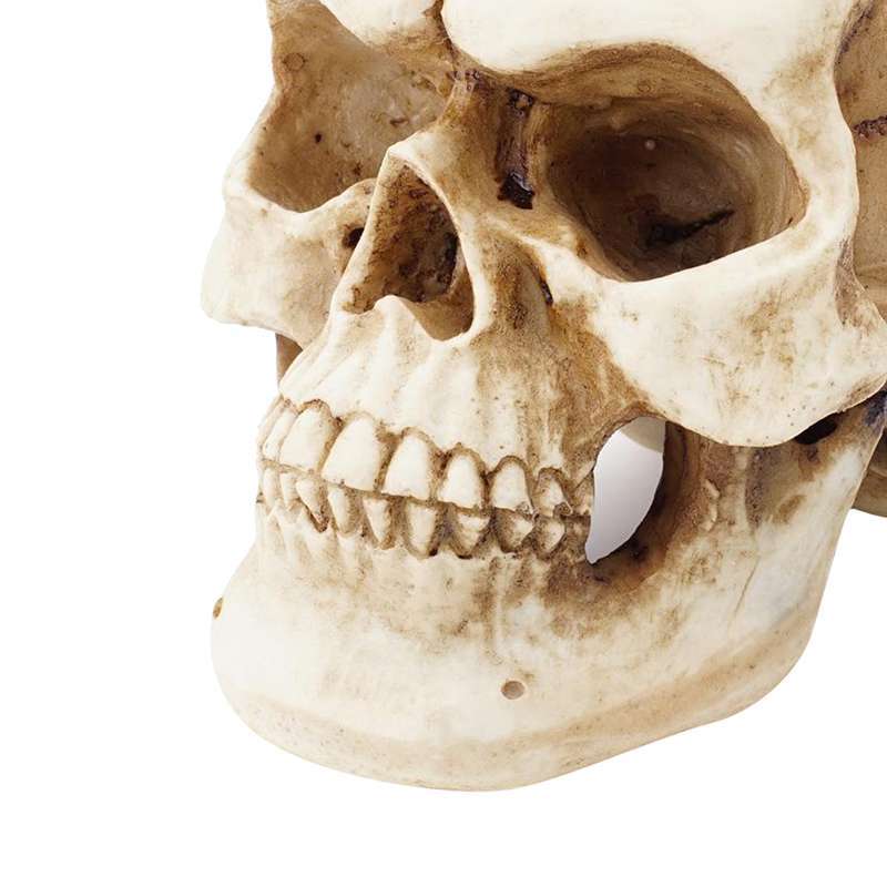 Jual Resin Human Skull Realistic Replica Skeleton Head Model Gallery Display Arts Online Maret 2021 Blibli Anatomy of a pig skull. resin human skull realistic replica skeleton head model gallery display arts