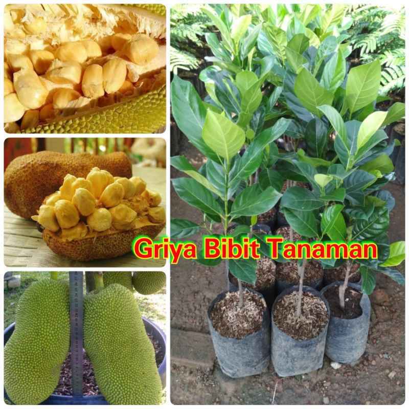 Apa bedanya nangka vs cempedak