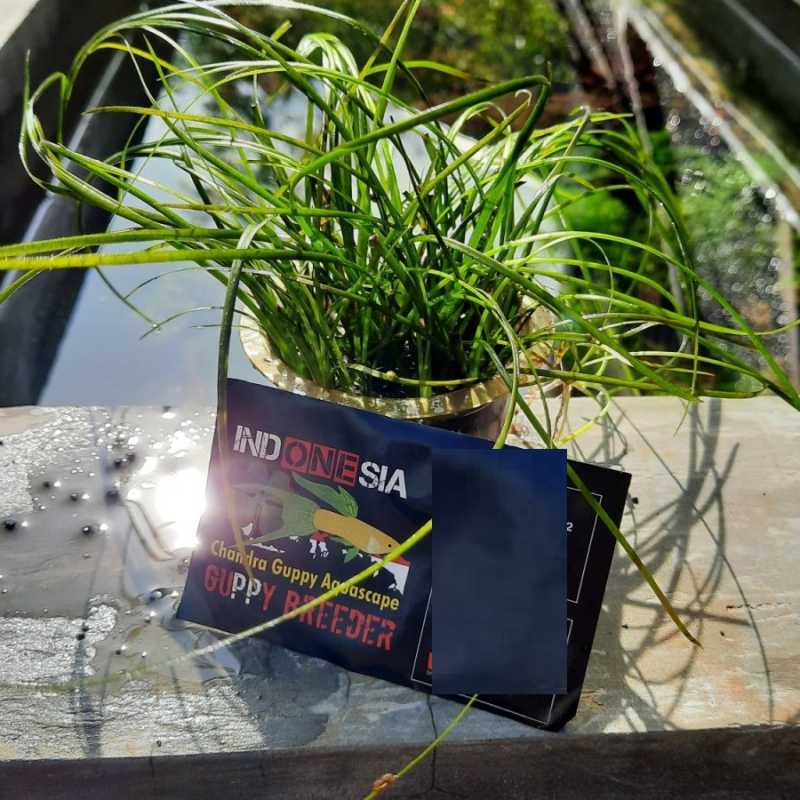 Jual Tanaman Aquascape Vallisneria Nana Full Air Background Rumput Tinggi Online Maret 2021 Blibli