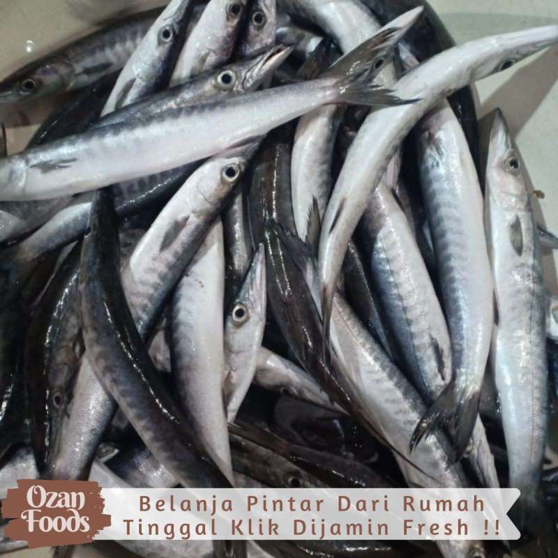 Jual Ikan Alu Alu Segar 1 Kg Terbaru November 2021 Harga Murah Kualitas Terjamin Blibli