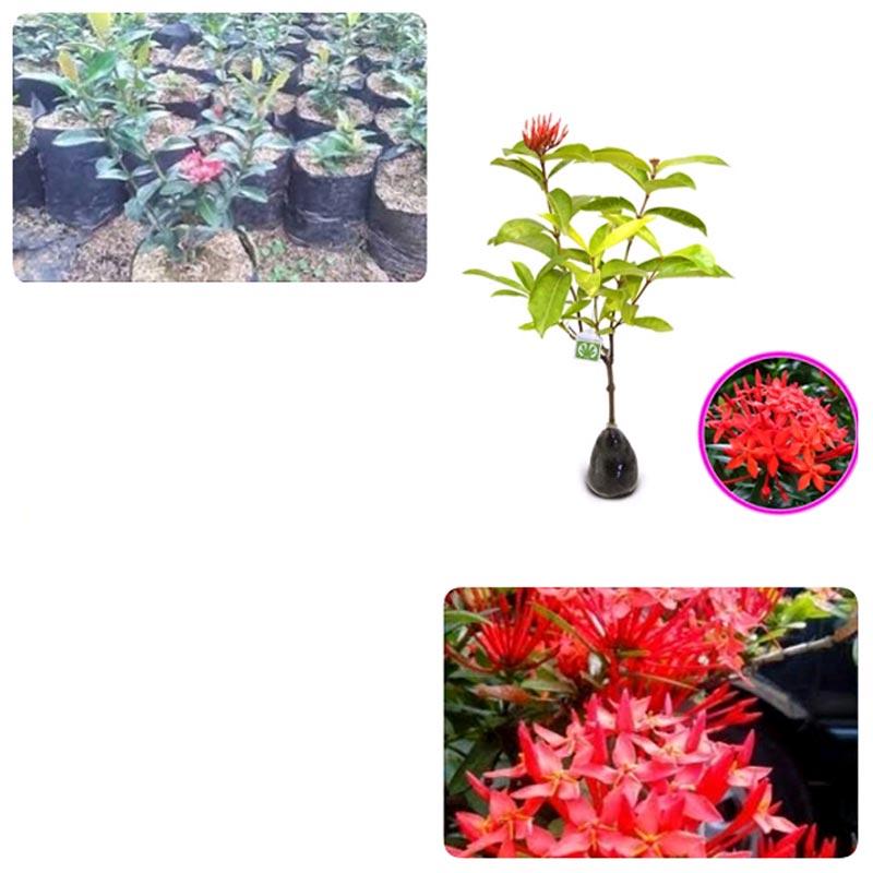 Jual Zplant Bunga Asoka Soka Tanaman Hias Merah Online November 2020 Blibli Com