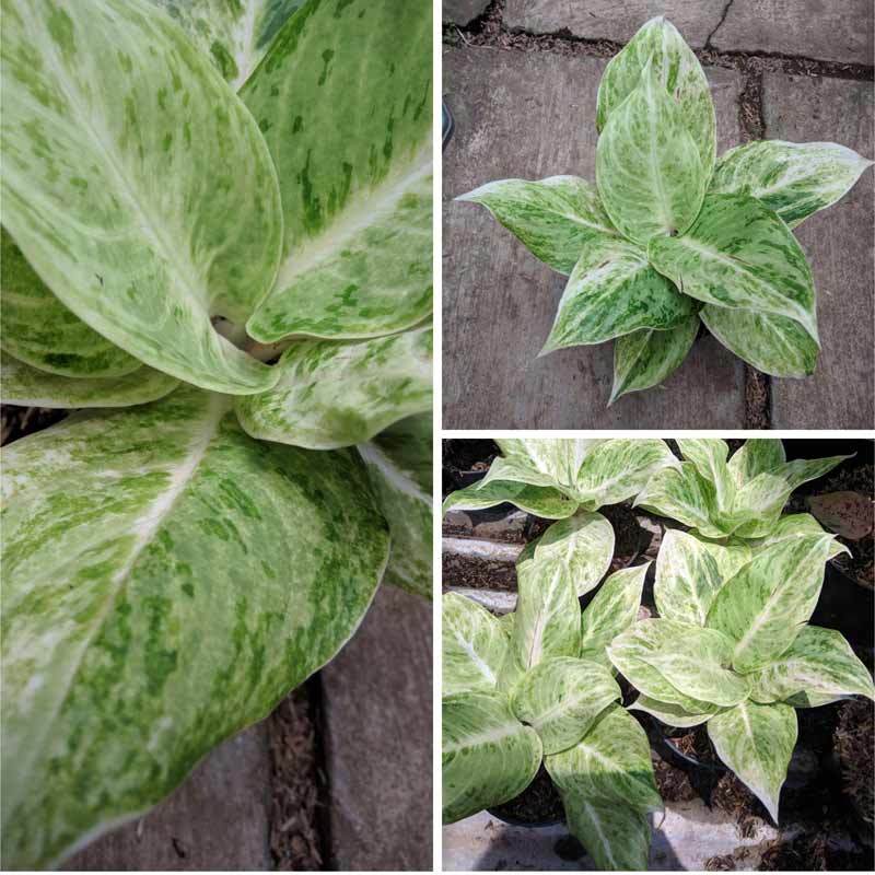 Jual Goldseeds Tanaman Hias Aglonema Silver Queen Online April 2021 Blibli