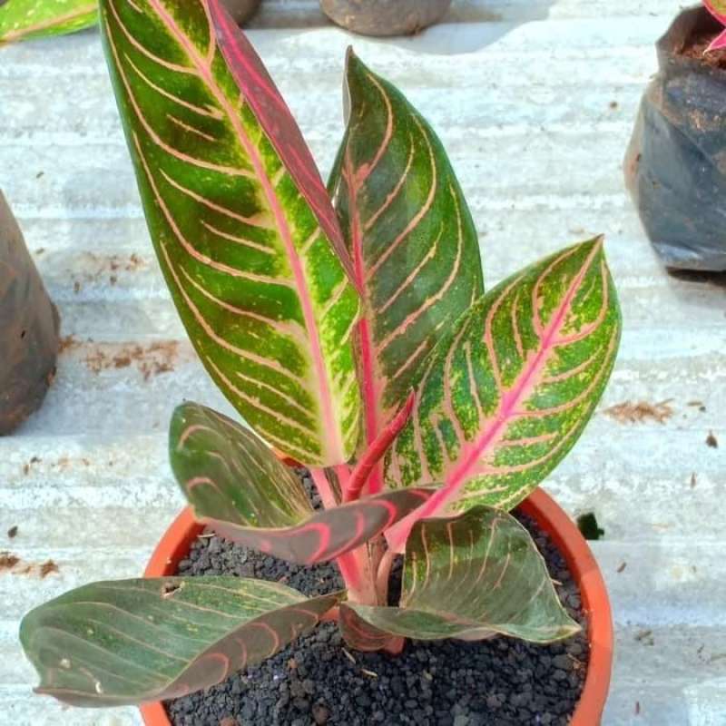 cherry red philodendron price Philodendron 'Sun Red'
