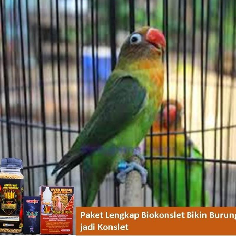 Jual Toko Semar Jbl08 Gacor Pakan Burung Murah Februari 2020