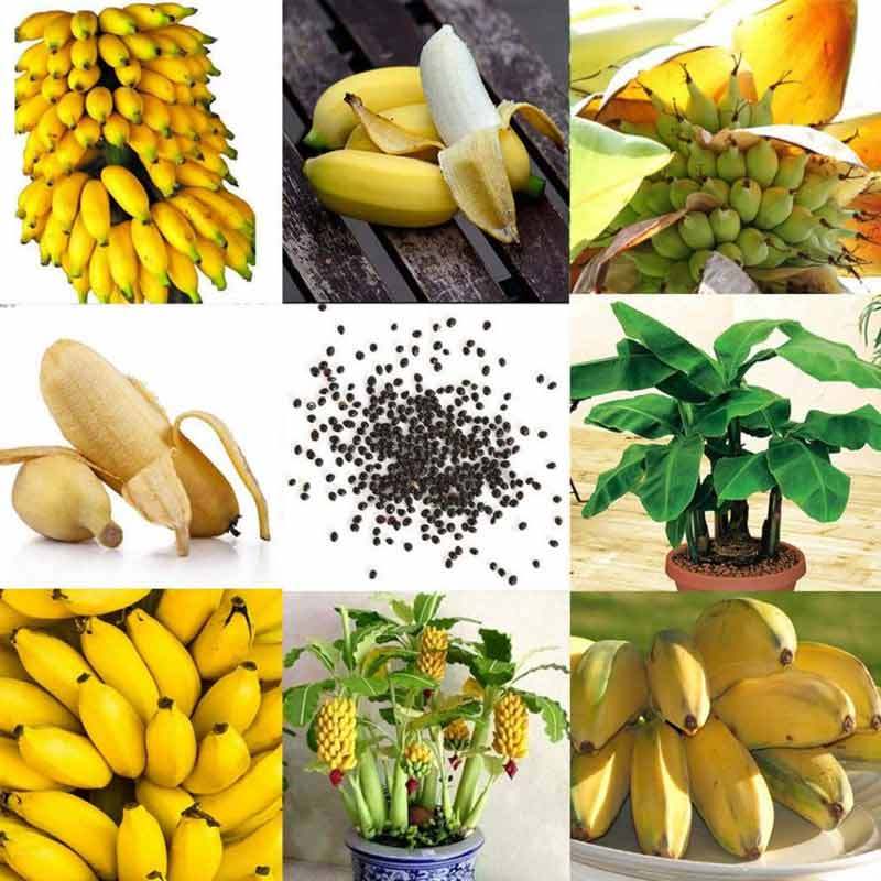 Jual Best 200 Rare Dwarf Banana Tree Seeds Mini Bonsai Fruit Exotic Home Garden Plants Online Oktober 2020 Blibli Com