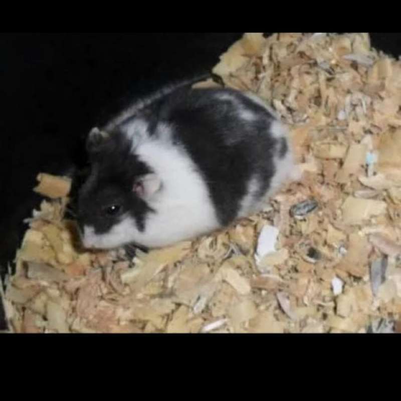 Hamster campbell panda discount