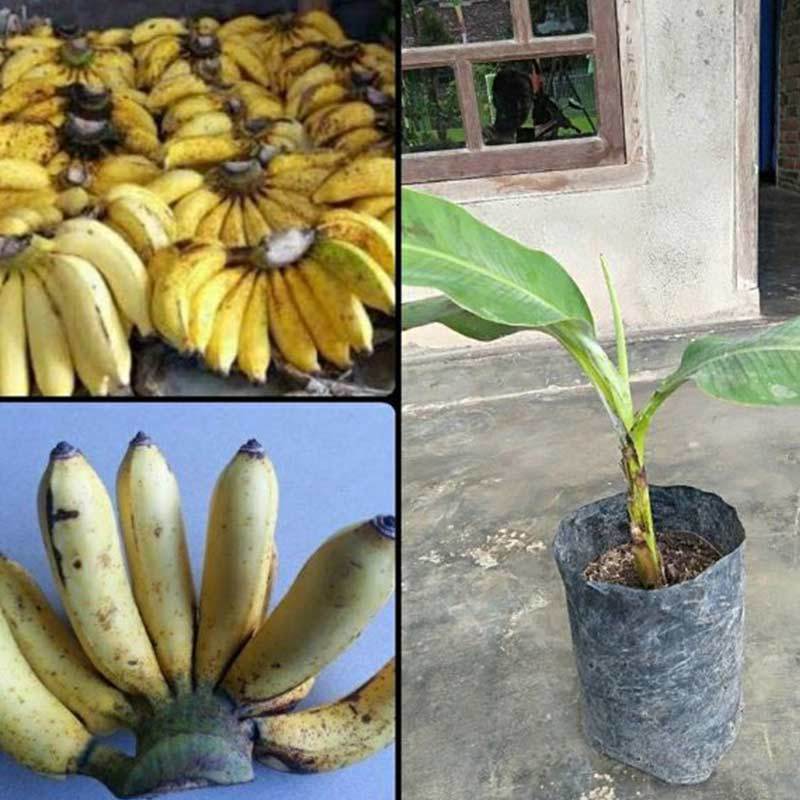 Jual Azzahra Berkah Bibitku Tanaman Pisang Raja Sereh Online November 2020 Blibli Com