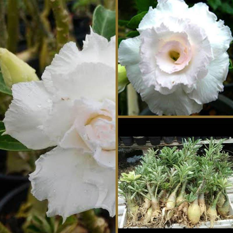 Jual Goldseeds Tanaman Hias Kamboja Adenium Online Juli 2020