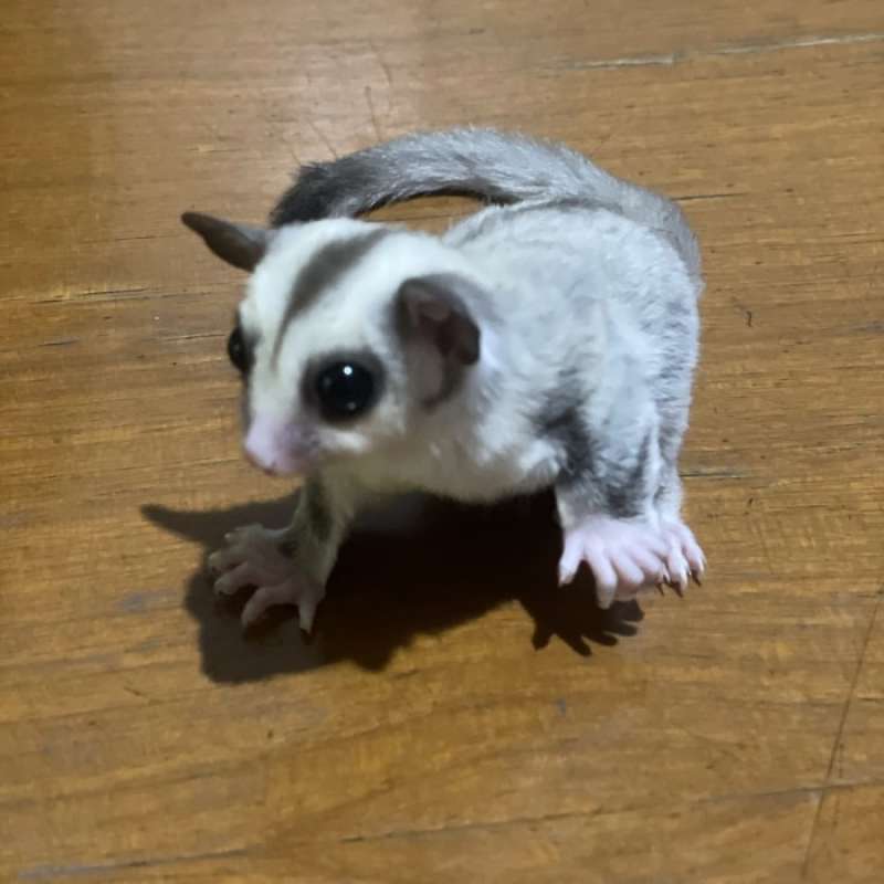 Blonde sugar hot sale glider