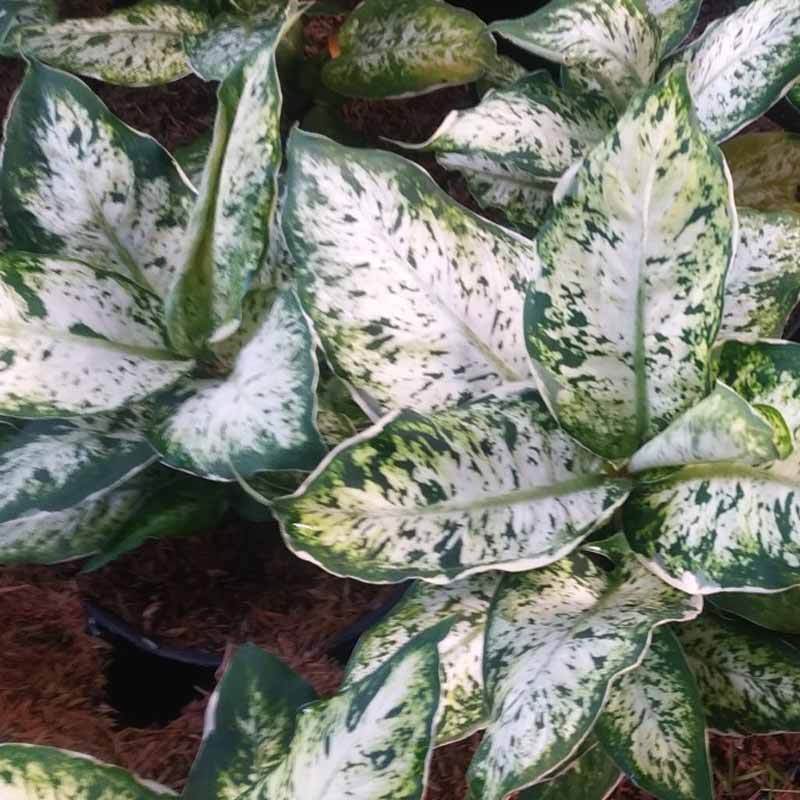 Jual Kattegat X Botanical Agloenema Sri Rejeki Bibit Tanaman Hias Online Maret 2021 Blibli Oleh sebab itu, bagi yang sensitif dan alergi terhadap serbuk sari sebaiknya tidak mendekati. kattegat x botanical agloenema sri rejeki bibit tanaman hias