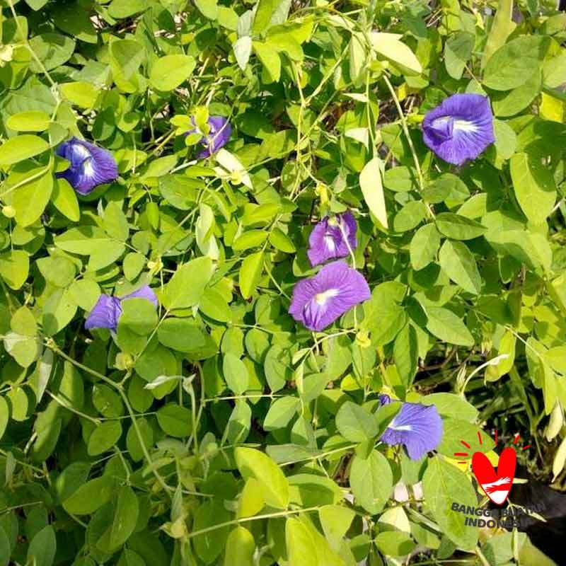 Jual Biji Benih Tanaman Bunga Telang Ungu Kameumeut 25 Butir Online November 2020 Blibli Com