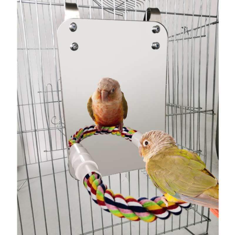 cockatiel swing